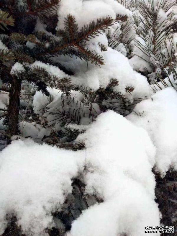玉树琼林，银龙飞舞......驼梁冬日雾凇雪景大片惊艳来袭