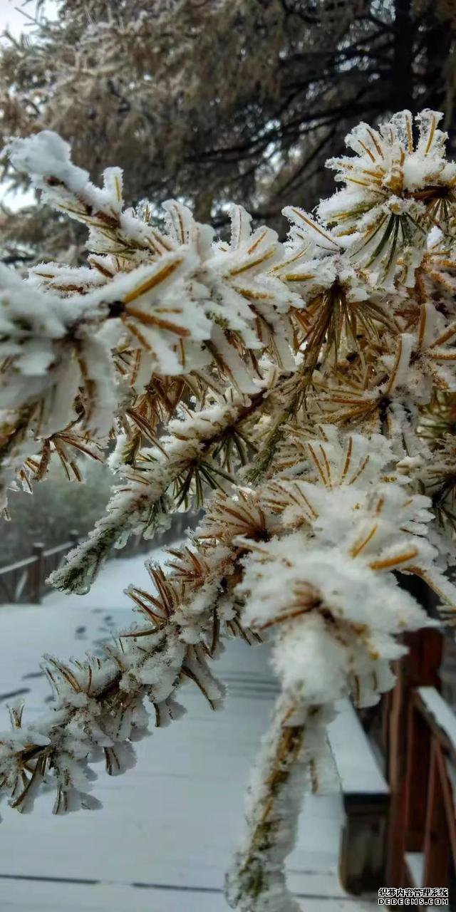 玉树琼林，银龙飞舞......驼梁冬日雾凇雪景大片惊艳来袭