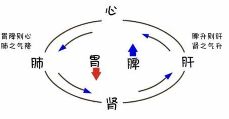 肝与脾胃互相影响、肝不郁，则脾不虚；脾胃差则五脏皆虚