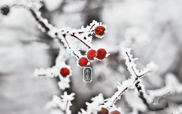 冬至来临,吃2紫,喝3茶,记住“两忌、三宜”,少生病更健康