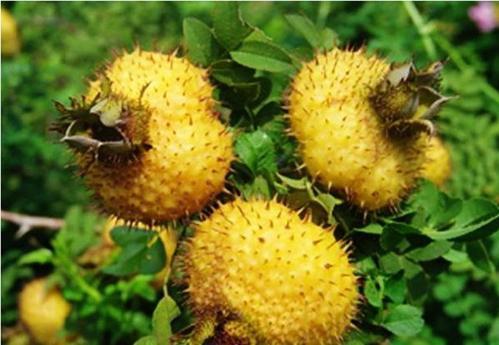 补维C吃蔬菜还是水果?含量最高的3种蔬菜、3种水果,一起告诉你