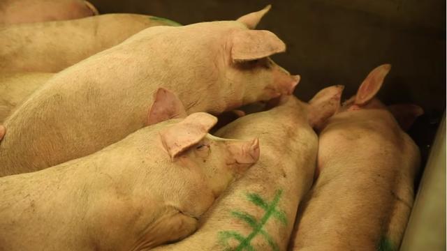 28.75元/公斤！越南涨价猪肉欲对华出口，却已被中国拒之门外