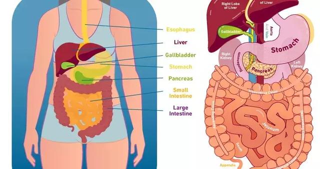 肠道，一个最值得被重视的器官