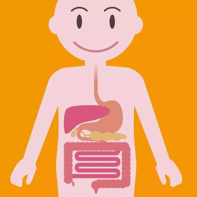 肠道，一个最值得被重视的器官