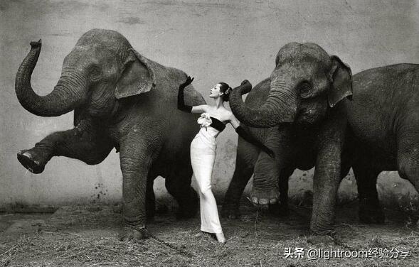 摄影时如何突出画面重点,让拍摄物体从中脱颖而出
