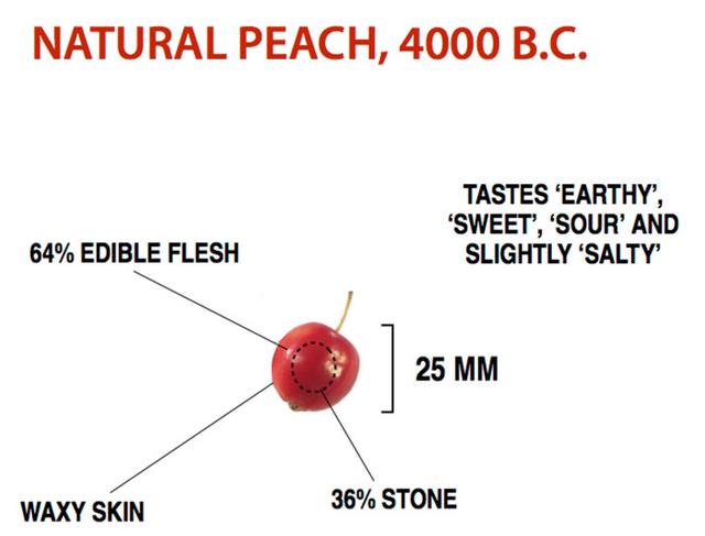 水果未被改良前什么样？一组图片告诉你，图一是400年前的西瓜