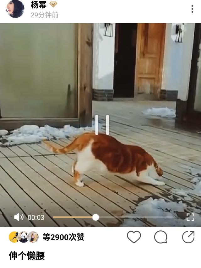 依然不回应!沈腾评论事件之后,杨幂首次更文,开心晒猫咪