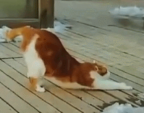 依然不回应!沈腾评论事件之后,杨幂首次更文,开心晒猫咪