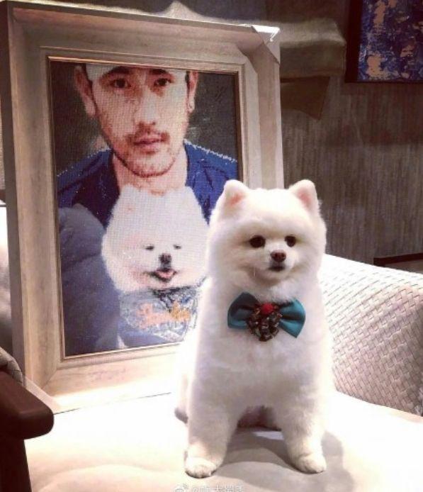 平安夜悼念高以翔!他每年圣诞都与爱犬过,狗狗却再也等不到主人