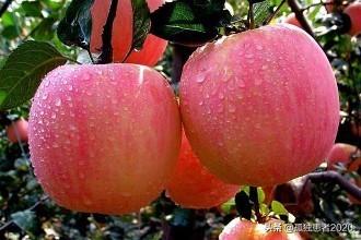 你真正了解“糖心苹果”吗?看完就知道了