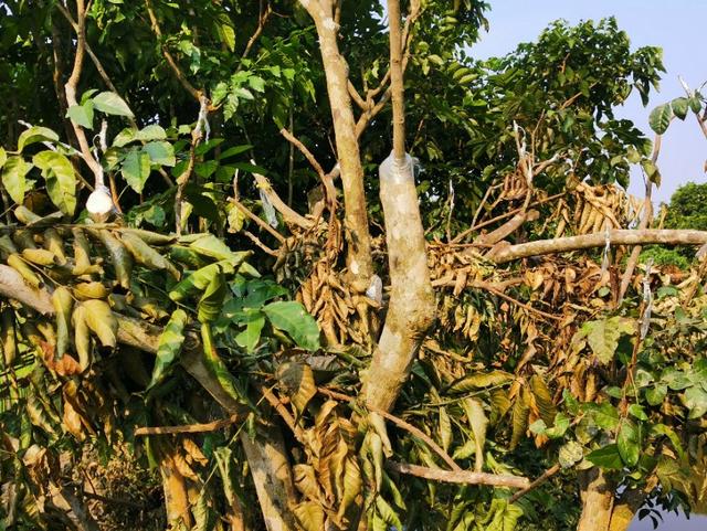 矮化的黄皮果树最容易出现这两个现象，严重时造成枯死，怎么办？