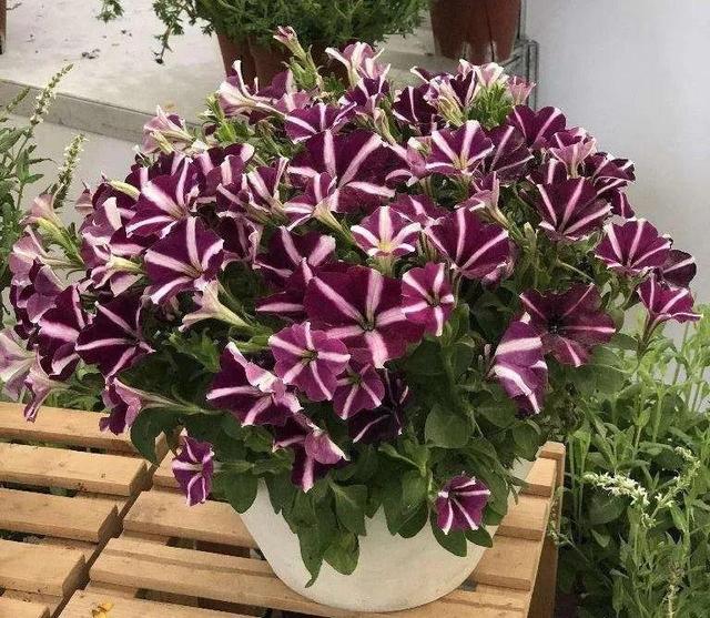 15种花,沾土就活,特有成就感,养一次就上瘾