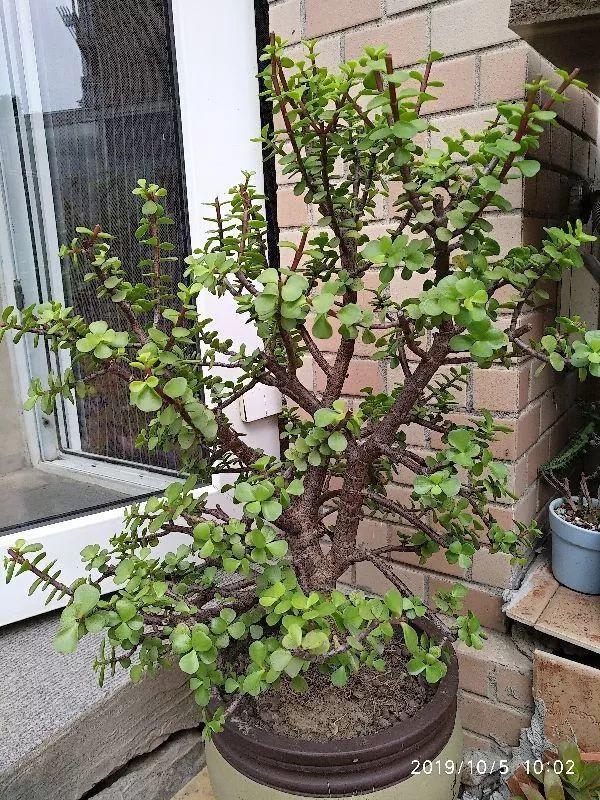 15种花,沾土就活,特有成就感,养一次就上瘾