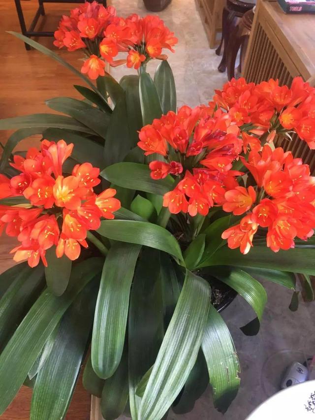 15种花,沾土就活,特有成就感,养一次就上瘾