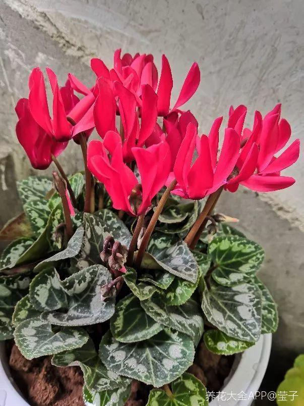 15种花,沾土就活,特有成就感,养一次就上瘾