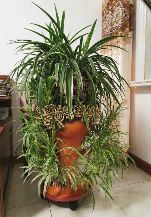15种花,沾土就活,特有成就感,养一次就上瘾