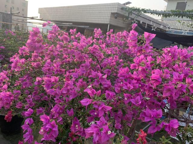 15种花,沾土就活,特有成就感,养一次就上瘾