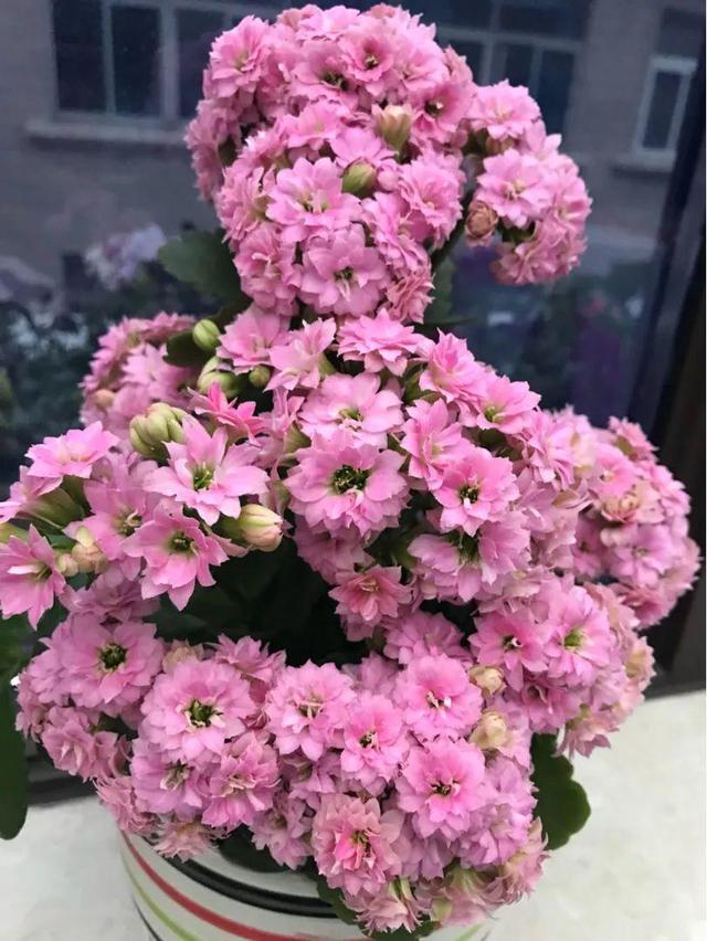 15种花,沾土就活,特有成就感,养一次就上瘾