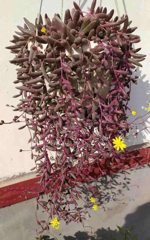 15种花,沾土就活,特有成就感,养一次就上瘾