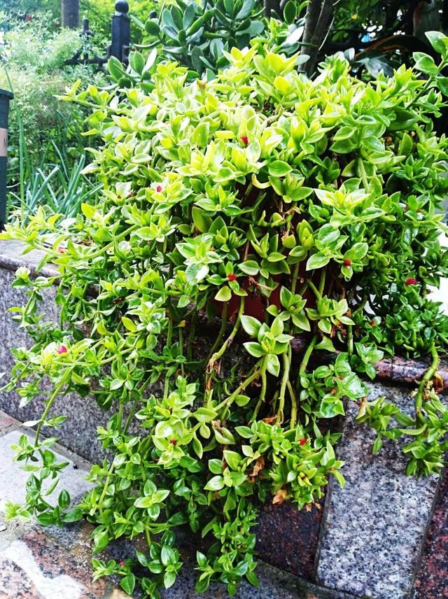 15种花,沾土就活,特有成就感,养一次就上瘾