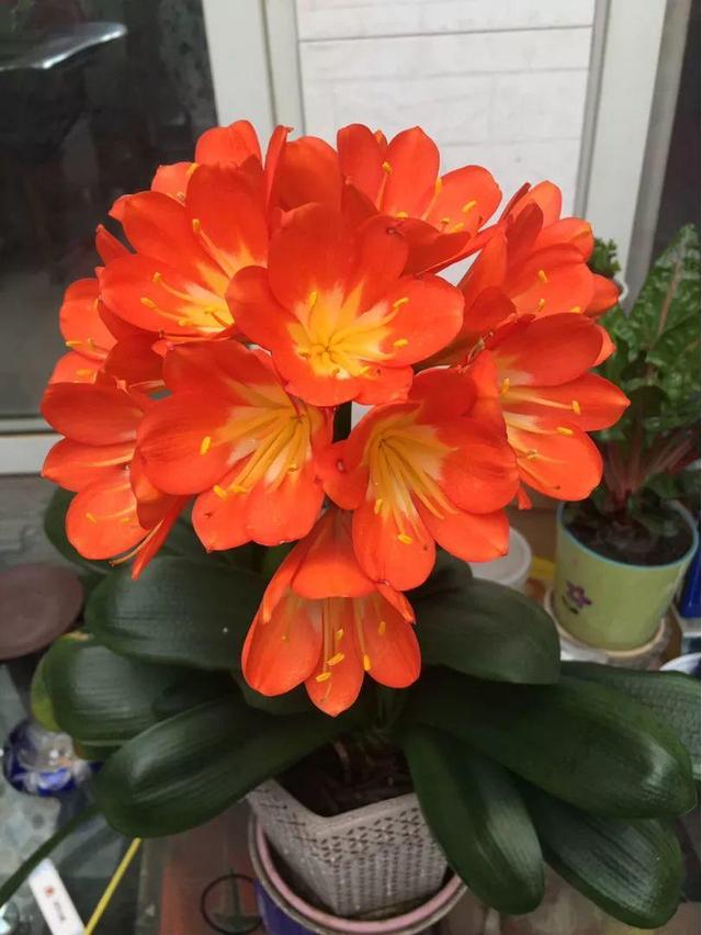15种花,沾土就活,特有成就感,养一次就上瘾