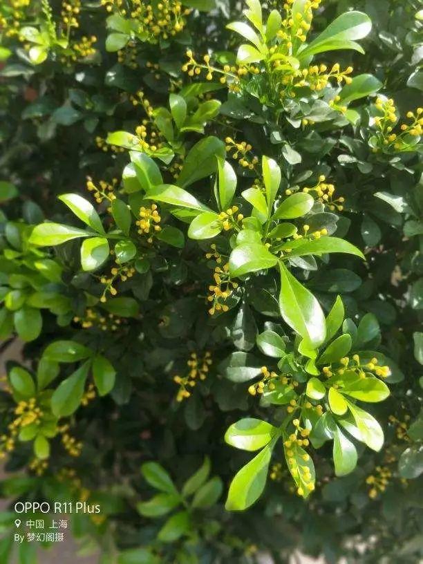 15种花,沾土就活,特有成就感,养一次就上瘾