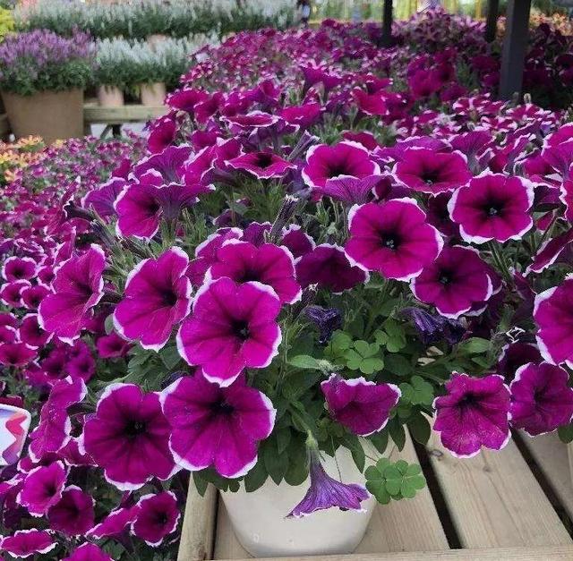 15种花,沾土就活,特有成就感,养一次就上瘾