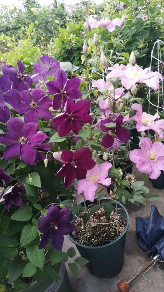 15种花,沾土就活,特有成就感,养一次就上瘾