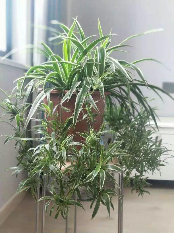 15种花,沾土就活,特有成就感,养一次就上瘾