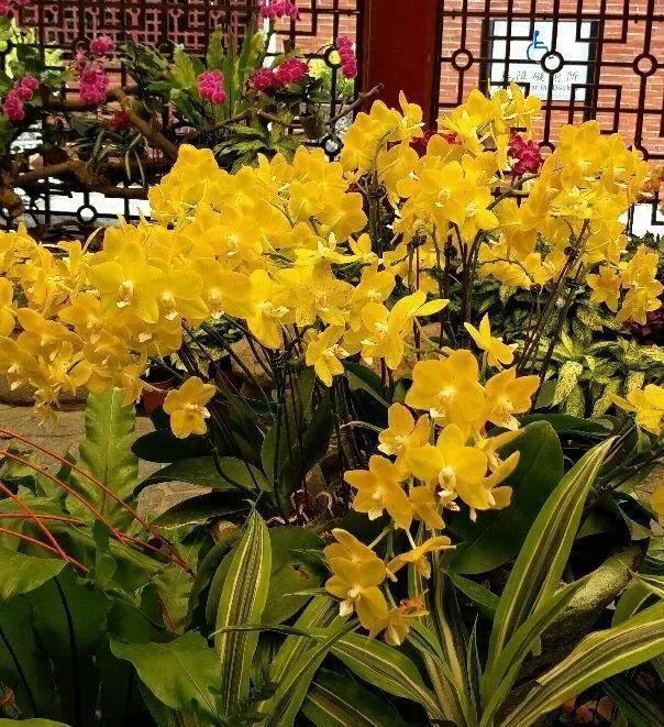 15种花,沾土就活,特有成就感,养一次就上瘾
