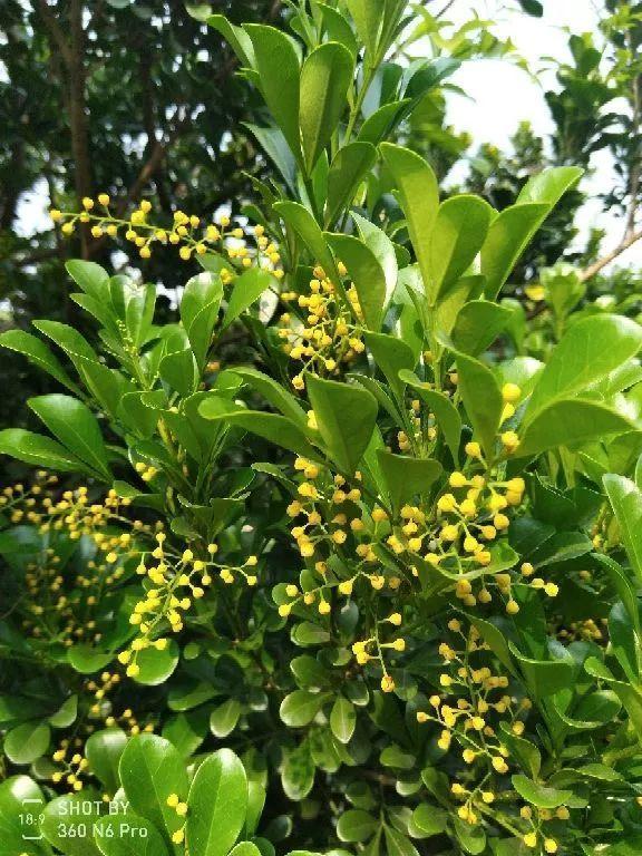 15种花,沾土就活,特有成就感,养一次就上瘾
