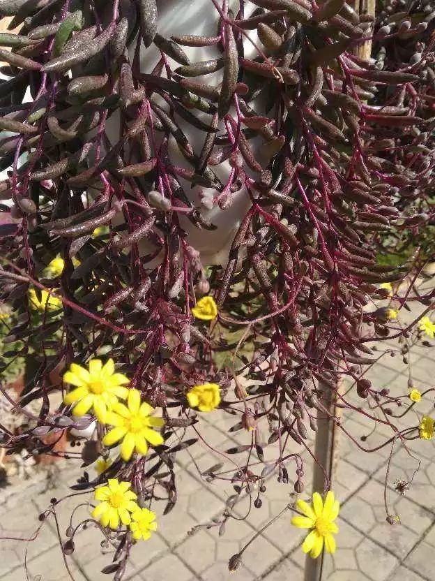15种花,沾土就活,特有成就感,养一次就上瘾