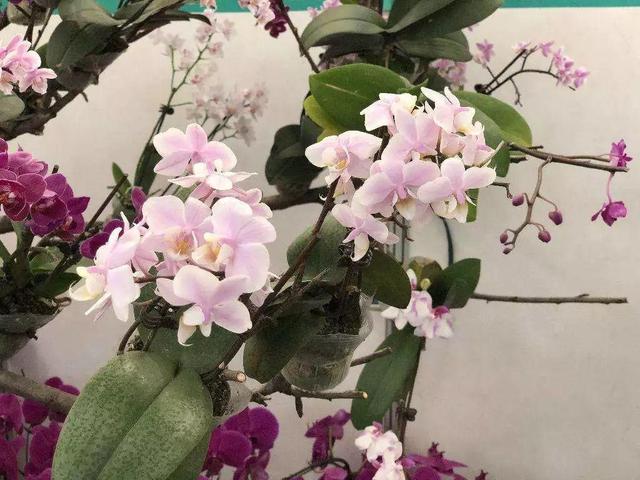 15种花,沾土就活,特有成就感,养一次就上瘾