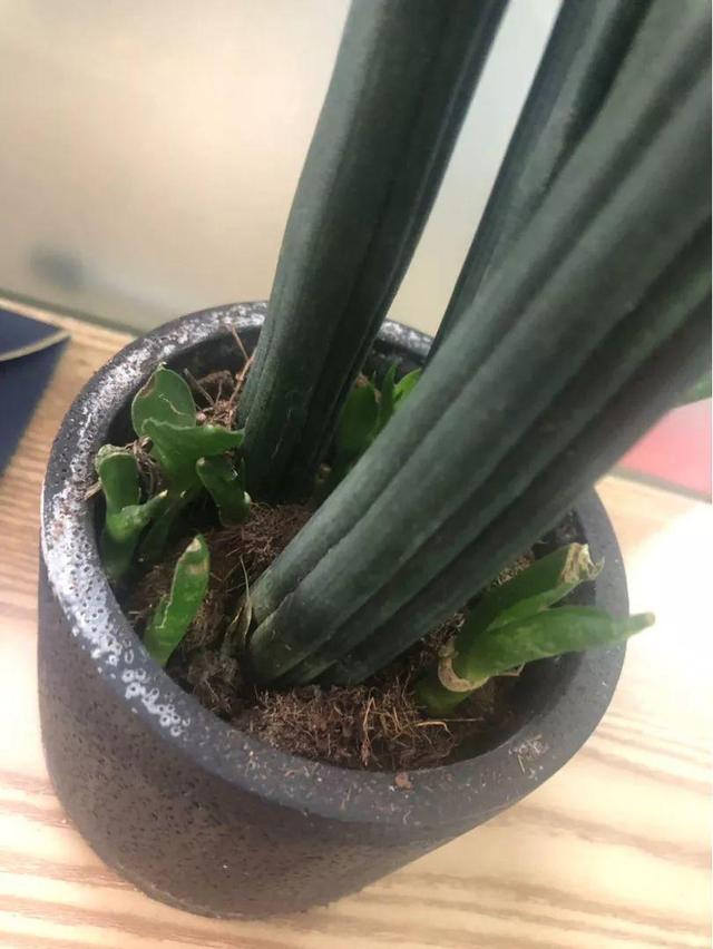 15种花,沾土就活,特有成就感,养一次就上瘾