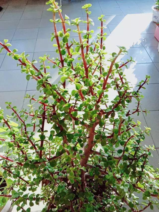 15种花,沾土就活,特有成就感,养一次就上瘾