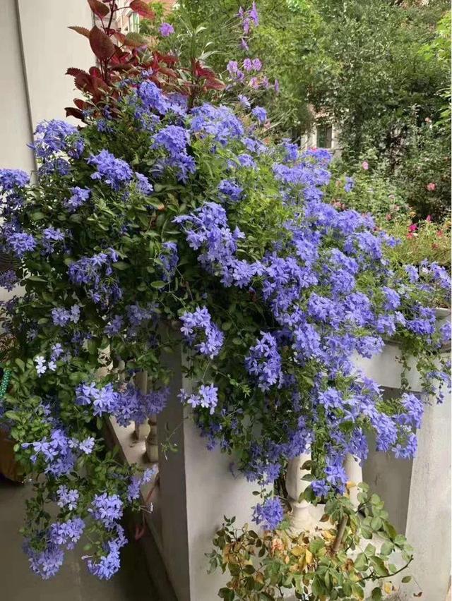 15种花,沾土就活,特有成就感,养一次就上瘾