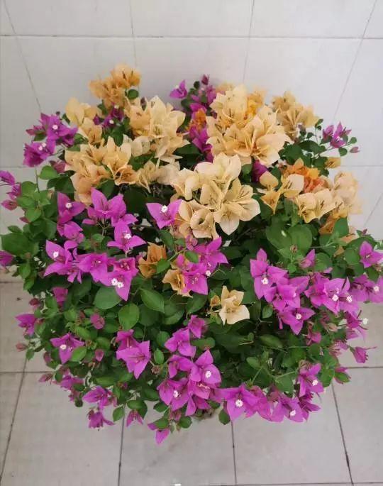 15种花,沾土就活,特有成就感,养一次就上瘾