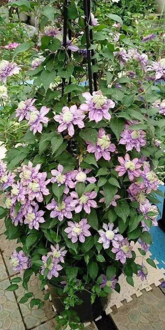 15种花,沾土就活,特有成就感,养一次就上瘾