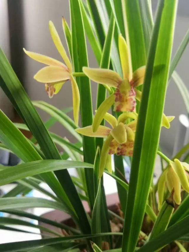 15种花,沾土就活,特有成就感,养一次就上瘾