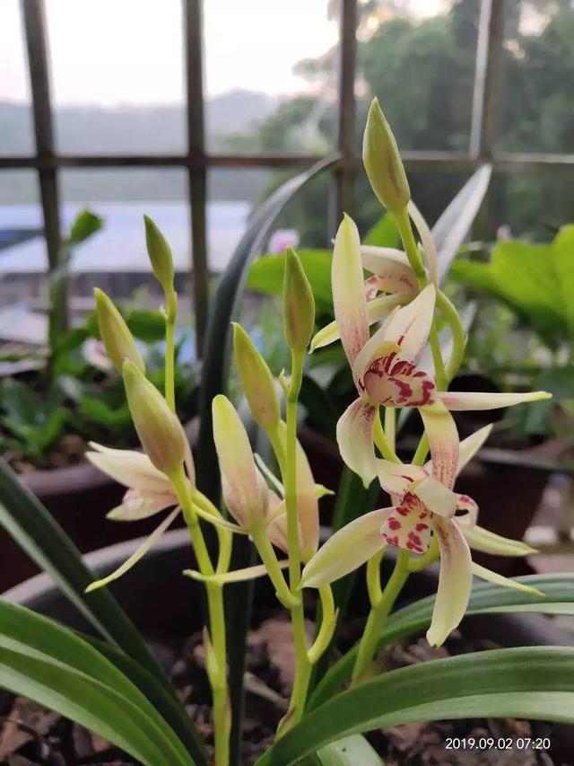 15种花,沾土就活,特有成就感,养一次就上瘾