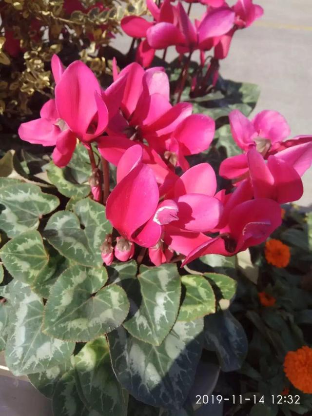 15种花,沾土就活,特有成就感,养一次就上瘾