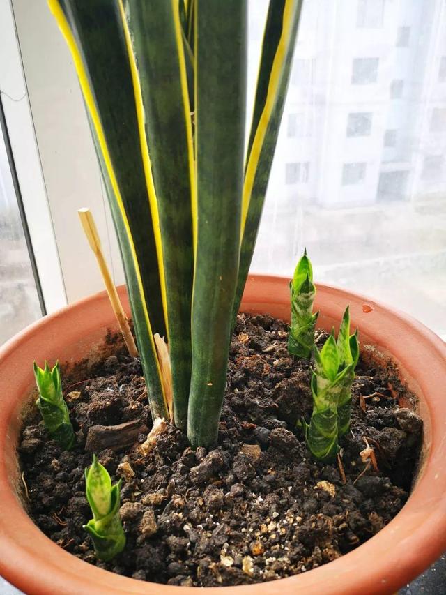 15种花,沾土就活,特有成就感,养一次就上瘾