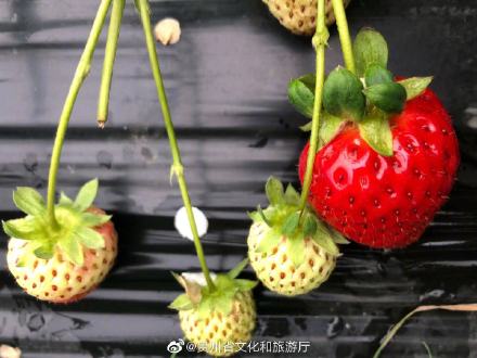 可以说草莓是冬天里最少女心的水果吗？
