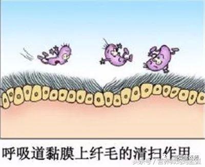 反复咳嗽是呼吸道免疫差,日常应该这样吃,有食谱!