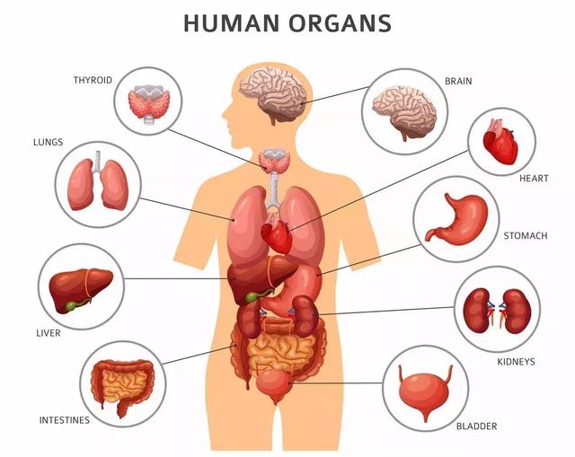 一肠牵全身，来看看肠道与其它身体器官的联系