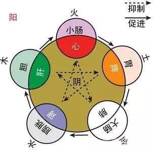 肝主筋,肾主骨,脾主肉,心主脉,肺主皮毛—经典