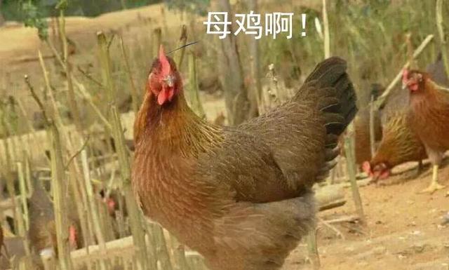 吃鸡蛋10个“不要做”,你知道多少个?