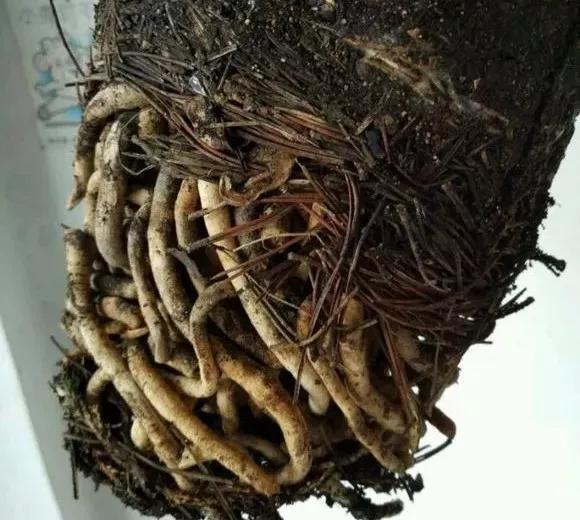养花30年的老花匠,透漏5个“小秘方”,再也不怕养花出问题了