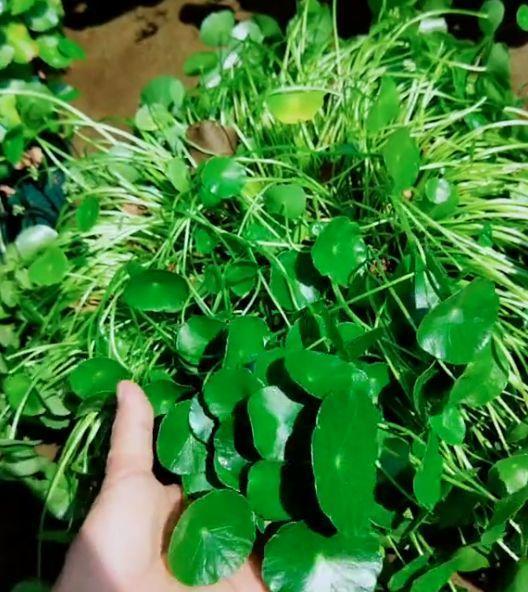 为了养花,她跑到海南,用10年把荒岛变花园