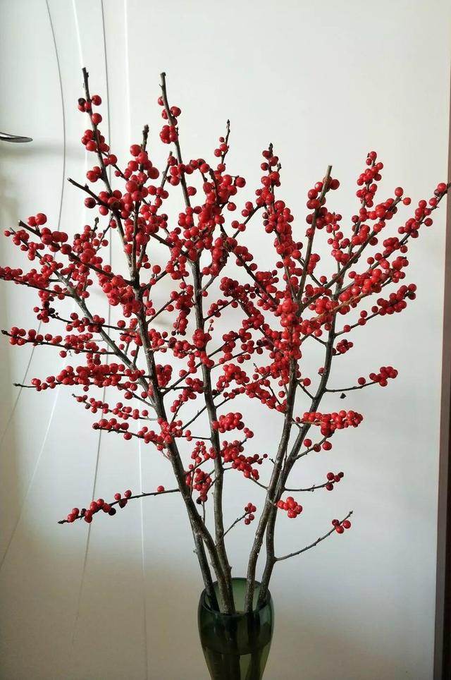 新年养盆吉祥树，天越冷越红火，看着喜庆还比养花省心